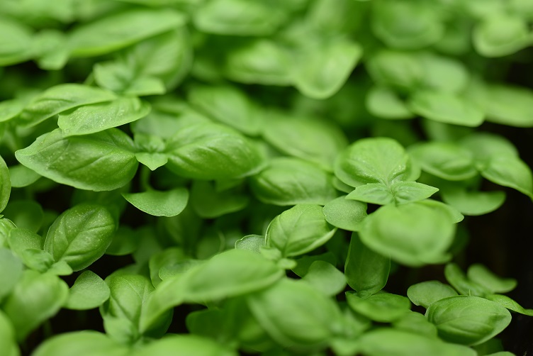 organic food image with green leaves